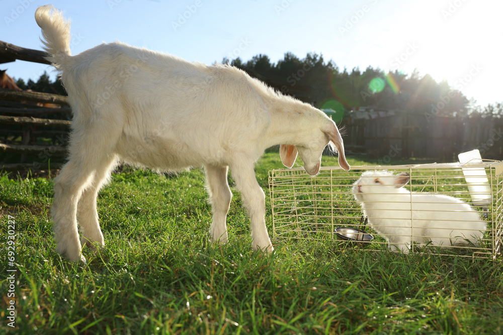 Cute fluffy rabbit and goat outdoors on sunny day. Farm animals Cute fluffy rabbit and goat outdoors on sunny day. Farm animals