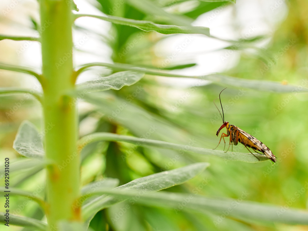 Fly on a leaf of a plant. Scorpion fly genus Panorpa Fly on a leaf of a plant. Scorpion fly genus Panorpa