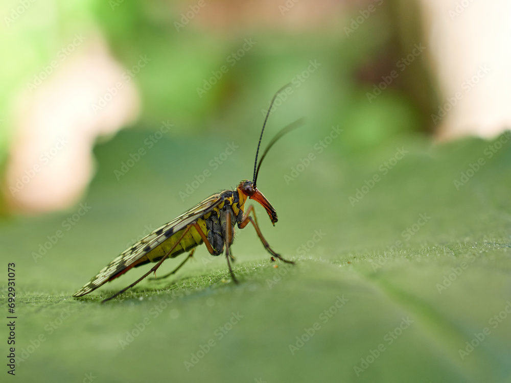 Fly on a leaf of a plant. Scorpion fly genus Panorpa Fly on a leaf of a plant. Scorpion fly genus Panorpa