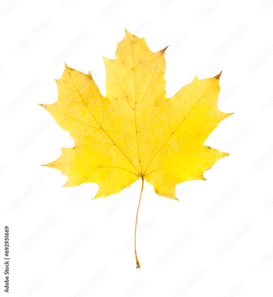 One maple leaf isolated on white. Autumn season One maple leaf isolated on white. Autumn season