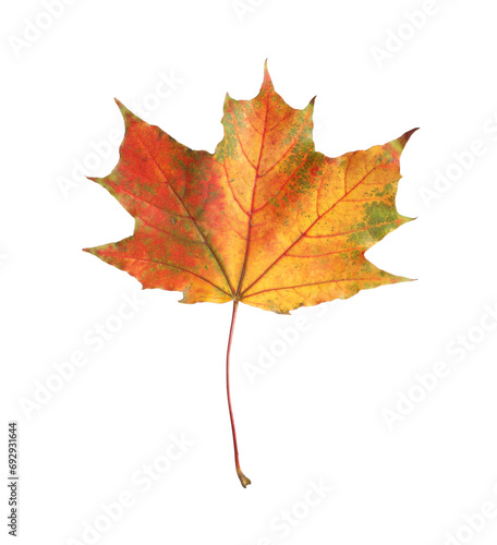 One maple leaf isolated on white. Autumn season