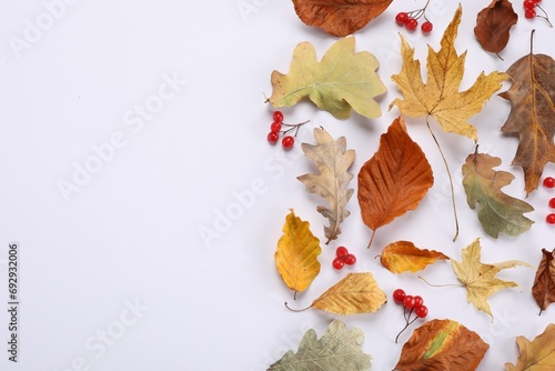 Dry autumn leaves and berries on white background  flat lay. Space for text