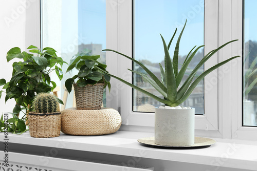Beautiful potted aloe vera and other plants on windowsill indoors photo