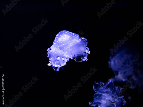 Phyllorhiza punctata, white-spotted jellyfish. Australian spotted jellyfish underwater on a dark blue background. Colorful underwater world background. © yatsyna.s