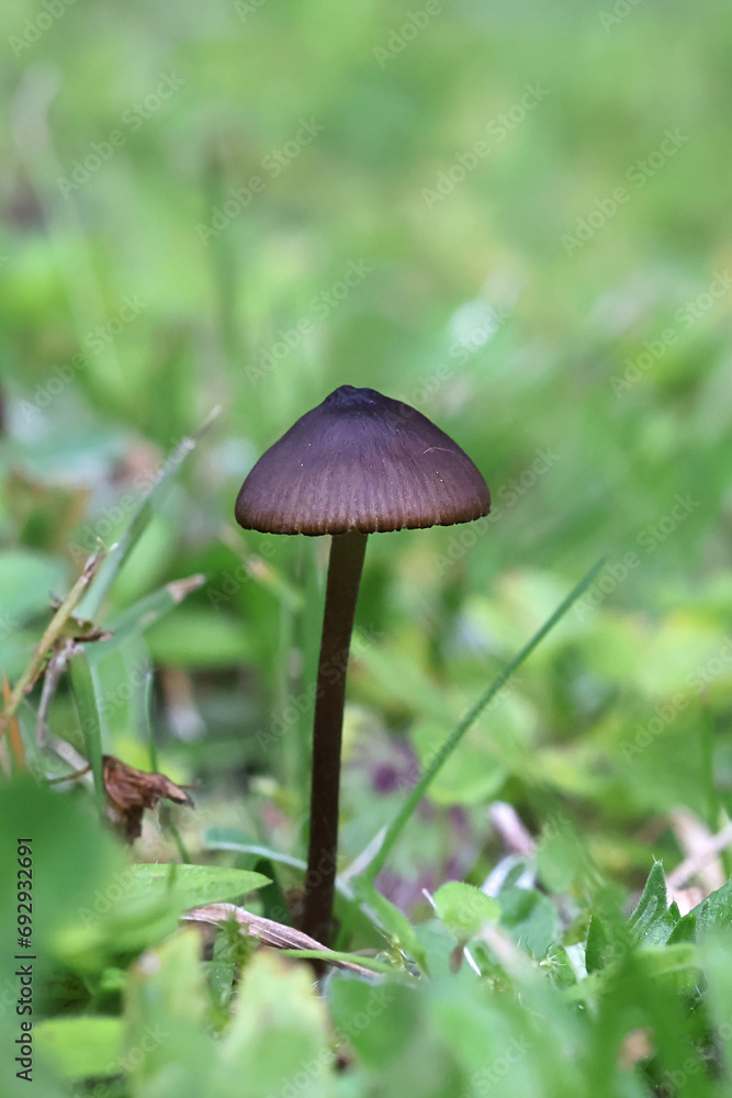 Entoloma clandestinum, a pinkgill mushroom from Finland, no common English name Entoloma clandestinum, a pinkgill mushroom from Finland, no common English name