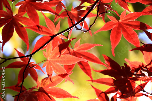 日本の秋の紅葉風景、美しい赤くなったもみじ