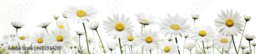 White Daisy Field on Bright Day