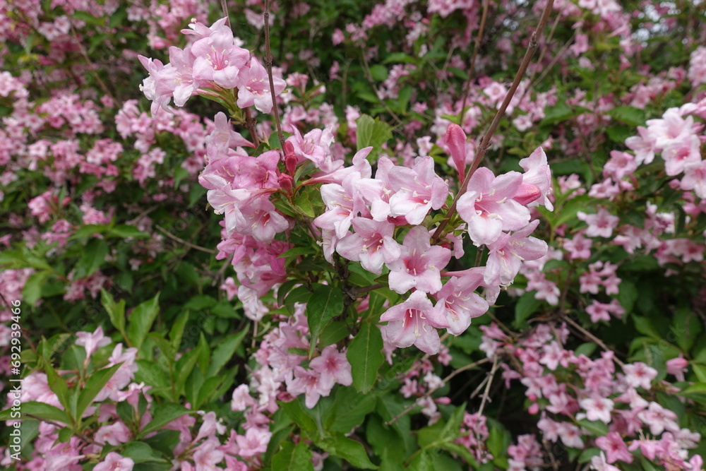 Multiplicity of pink flowers of Weigela florida in mid May