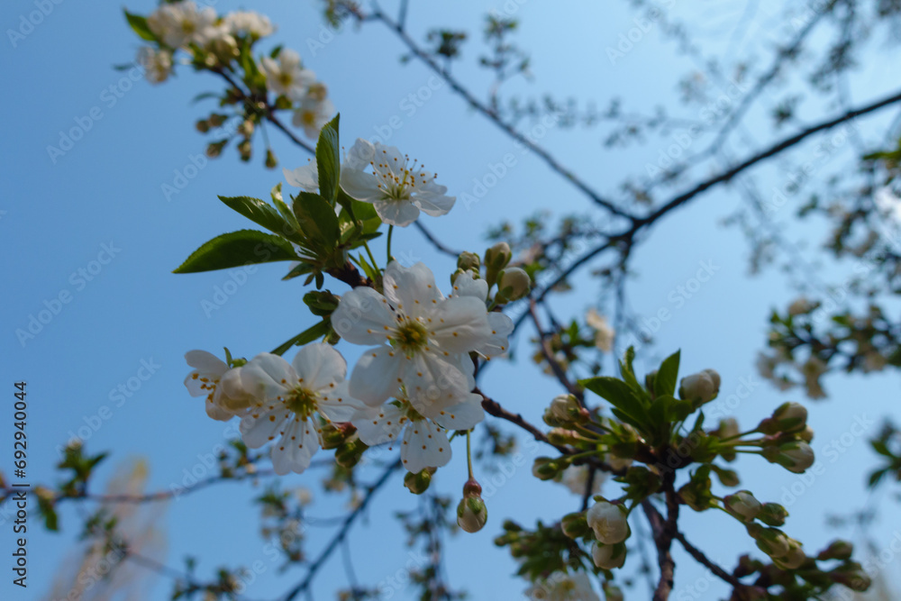 Cloudless blue sky and branch of blossoming cherry tree in April Cloudless blue sky and branch of blossoming cherry tree in April