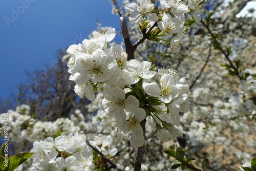 Sky and white flowers of cherry tree in April