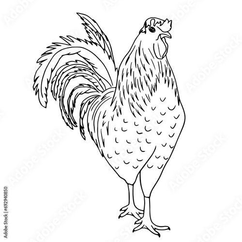 Rooster bird in vector illustration, hand drawing photo