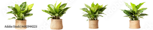 isolated potted plant