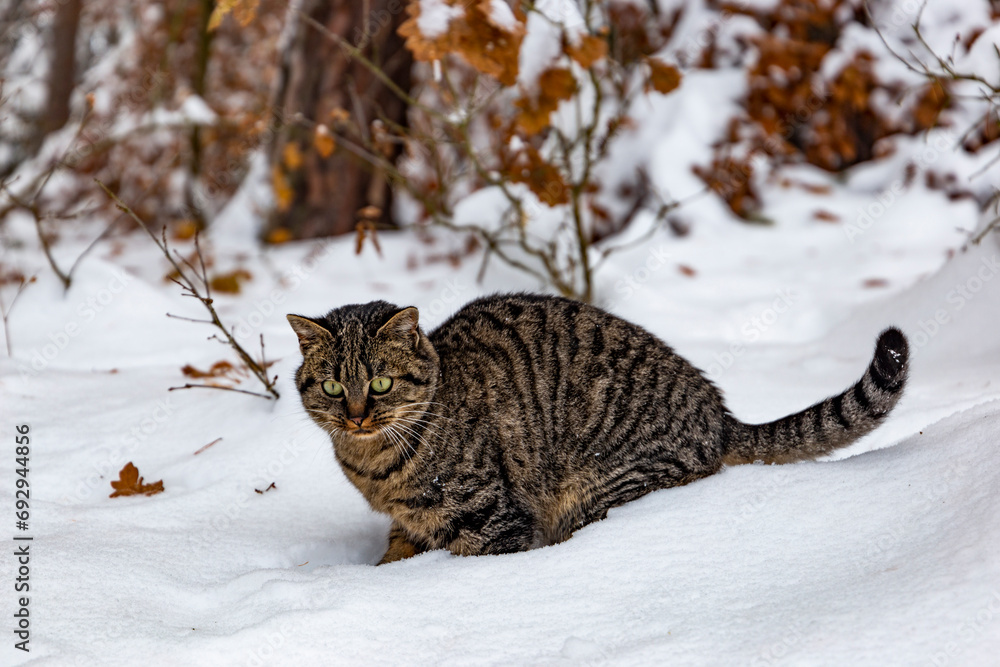 A wild cat hunts in a snowy forest in winter.