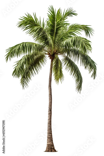 Coconut tree isolated on a transparent background for landscape design. PNG element.