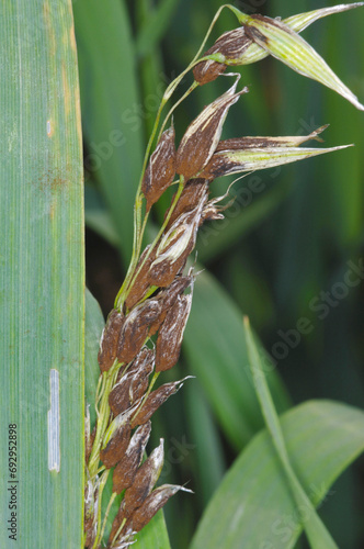 Flugbrand, Hafer, Haferflugbrand, Ustilago avenae photo