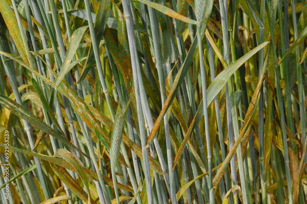 Braunrost, Puccinia recondita, Winterroggen Braunrost, Puccinia recondita, Winterroggen