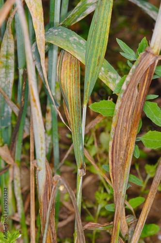 Streifenkrankheit, Gerste, Wintergerste, Helminthosporium gramineum photo