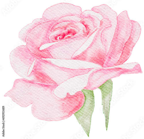 Fototapeta Naklejka Na Ścianę i Meble -  watercolor pink rose