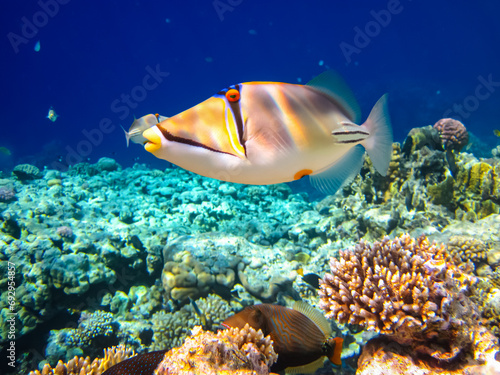 Rhinecanthus assasi in the expanses of the coral reef of the Red Sea photo