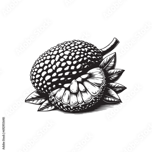 hand drawn illustration of jackfruit