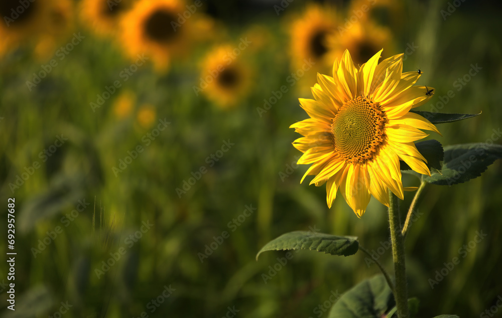 Sonnenblume Sonnenblume