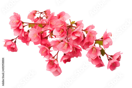 Coral Bells Isolated on Transparent Background. Ai photo