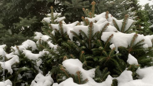  It's snowing. Snowfall, pine trees in the snow.
