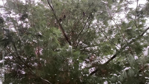  It's snowing. Snowfall, pine trees in the snow.