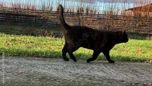 A black cat walks down the road