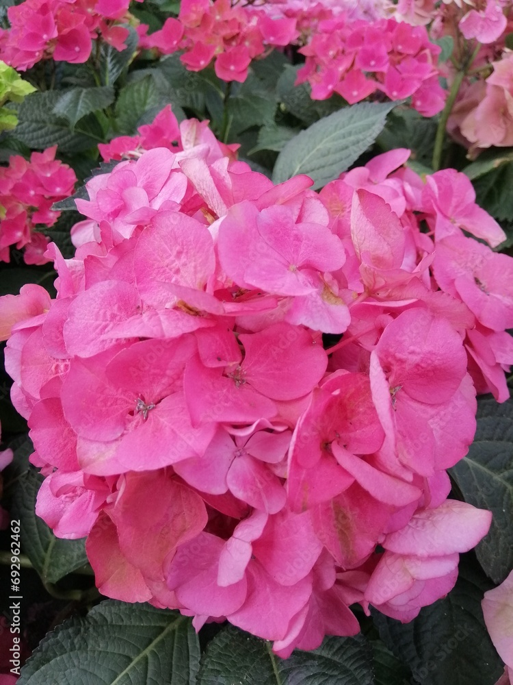Huge round Hydrangea macrophylla inflorescences close up . Nature wallpaper Huge round Hydrangea macrophylla inflorescences close up . Nature wallpaper