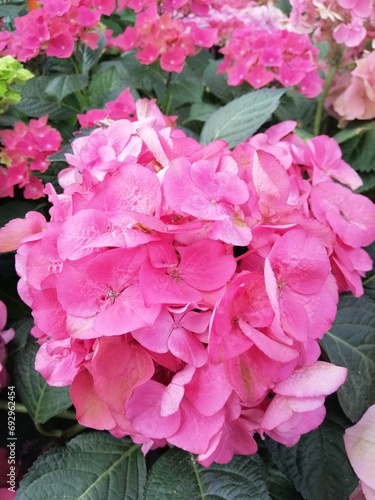 Huge round Hydrangea macrophylla inflorescences close up . Nature wallpaper