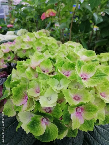 Huge round Hydrangea macrophylla inflorescences close up . Nature wallpaper photo