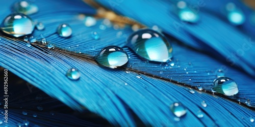 macro closeup of dew water drops on blue feather