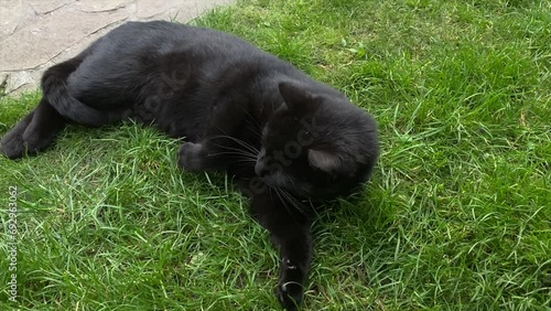 black cat yawns