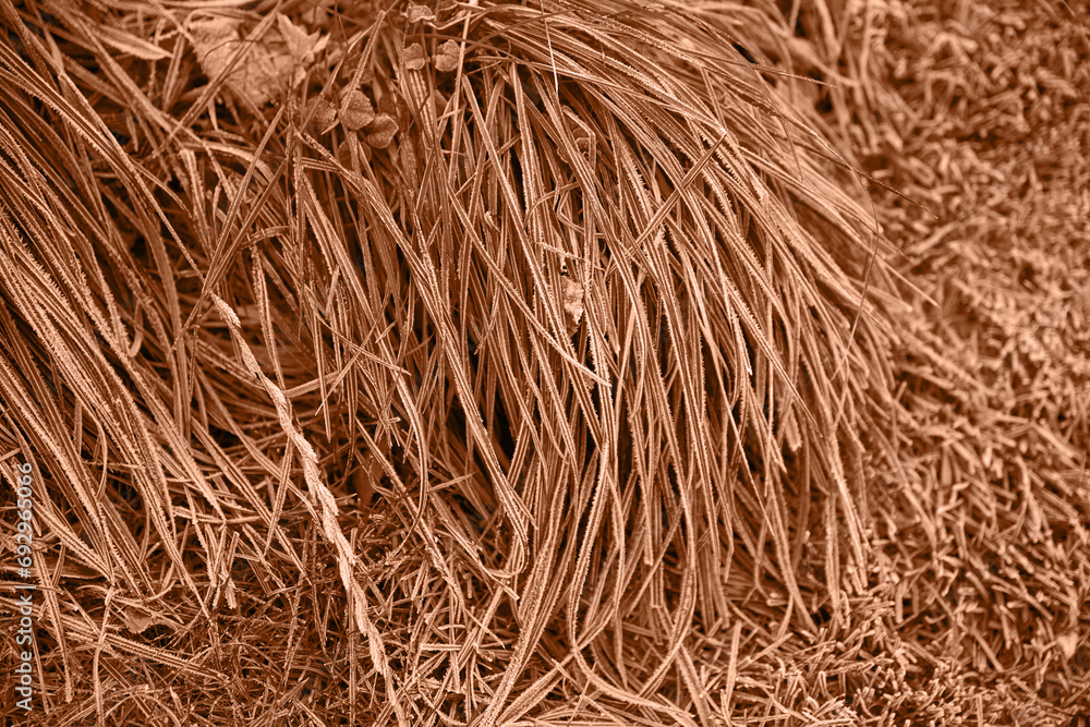 Peach Fuzz color of the year 2024. leaves pattern background in color Peach Fuzz with dark leaves, fresh flat background toned in color of the year 2024 Peach Fuzz. Peach Fuzz color of the year 2024. leaves pattern background in color Peach Fuzz with dark leaves, fresh flat background toned in color of the year 2024 Peach Fuzz.