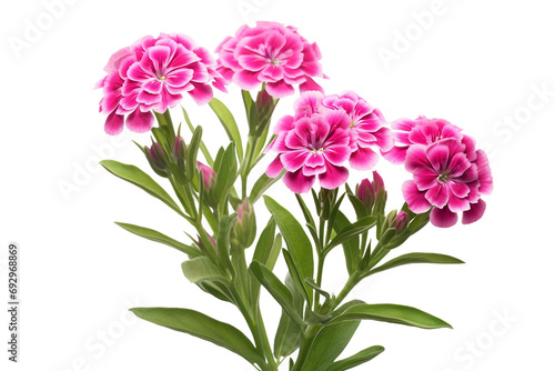 Sweet William Isolated on Transparent Background. Ai
