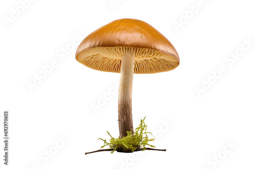 Majestic Hydnum Reginae in Nature Isolated On Transparent Background