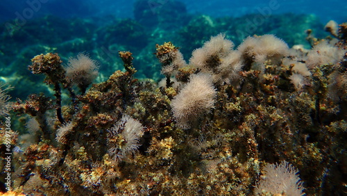 Marine algae Slender-beaded coral weed  Jania rubens  undersea  Aegean Sea  Greece  Halkidiki