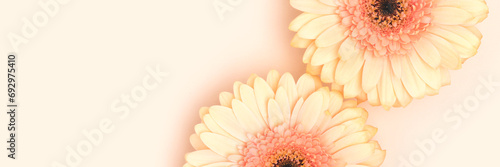 Banner with gerbera flowers on a beige background. Place for text.