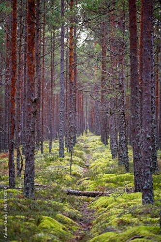 Beautiful Peaceful Forest in Latvia