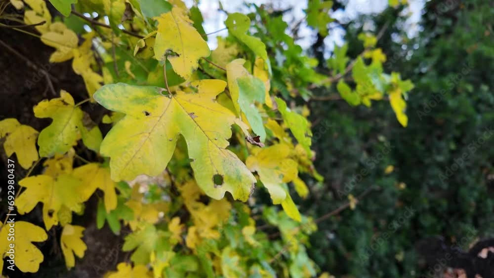 Herbst Herbst