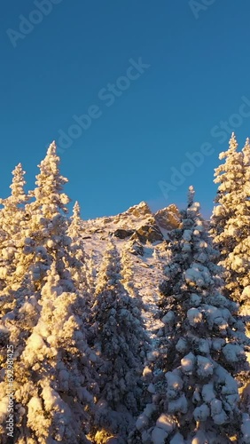 Otkliknoy Mountain Ridge and Coniferous Trees at Sunset. Aerial View. Taganay National Park, Southern Urals, Russia. Flying Between Trees. Vertical Video photo