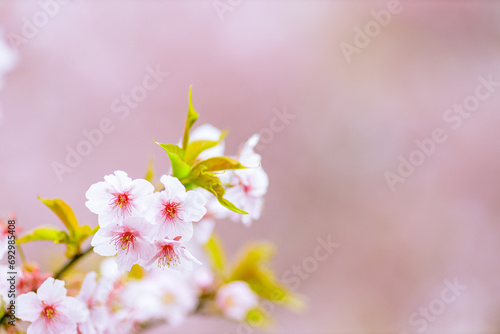 河津桜｜ピンク背景