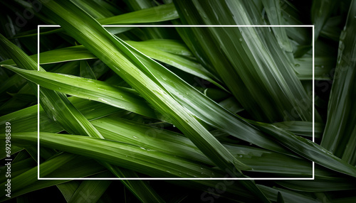 grass plant with white block on black background 