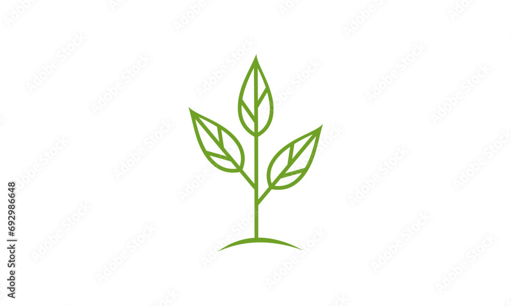 Obraz premium green plant isolated on white