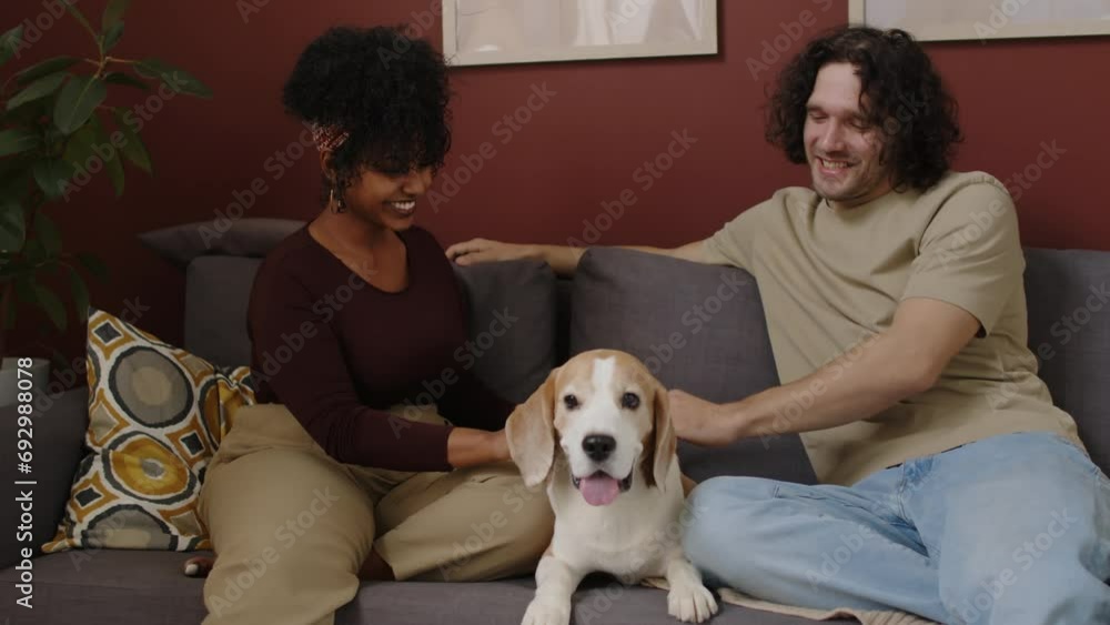 Medium shot of beautiful young interracial couple chatting and petting their cute beagle while sitting relaxedly on sofa in modern apartment at daytime Medium shot of beautiful young interracial couple chatting and petting their cute beagle while sitting relaxedly on sofa in modern apartment at daytime