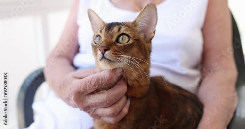 An elderly woman sits and pets a cat, close-up, slow motion. Pet in nursing home, pensioner with companion animal photo