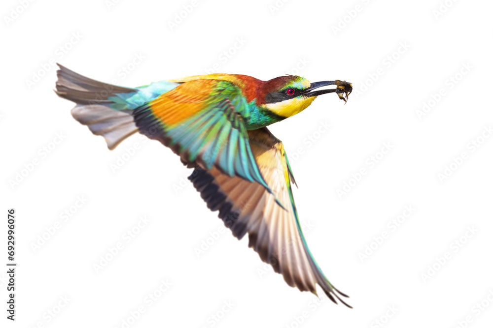 It is a master flight bee-eater with its wonderful colors. Isolated bird. European Bee eater. Merops apiaster.