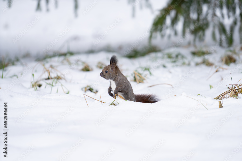 Obraz premium エゾリス04_北海道・神楽岡公園