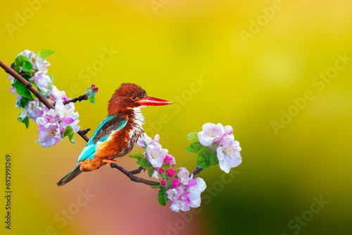 A colorful bird in the early spring landscape. White throated Kingfisher. Halcyon smyrnensis.